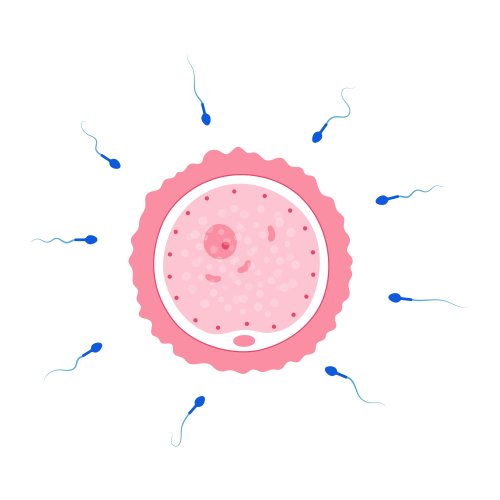 Тест по биологии: Половое размножение (5-6 класс)