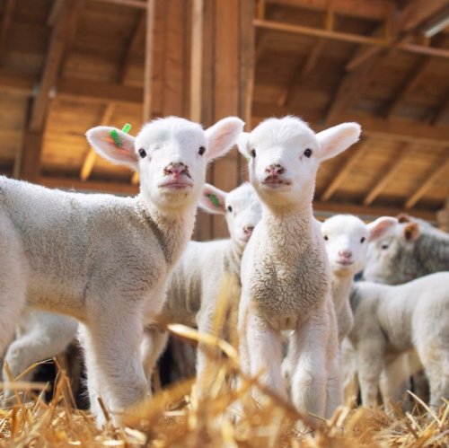 Тест по окружающему миру: Животноводство (3 класс)