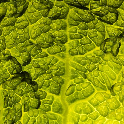 Тест по биологии: Строение мякоти листа (5-6 класс)