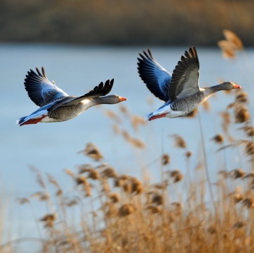 Тест по биологии: Миграции животных (5 класс)