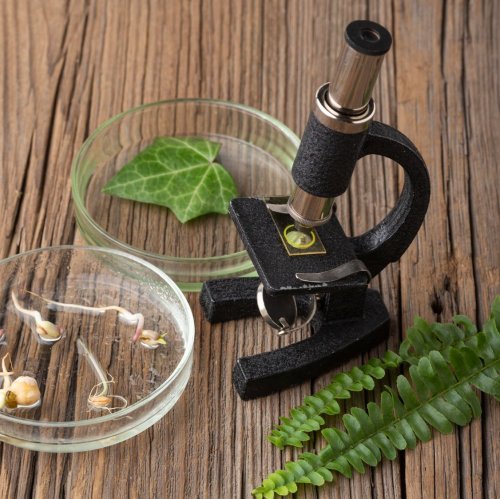 Тест по биологии: Деление клеток (5-6 класс)