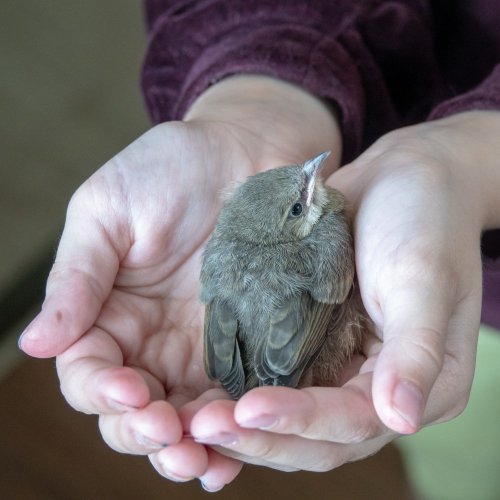 Тест по биологии: Охрана животного мира (5-6 класс)