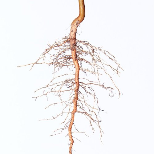 Тест по биологии: Размножение корневыми черенками (6 класс)