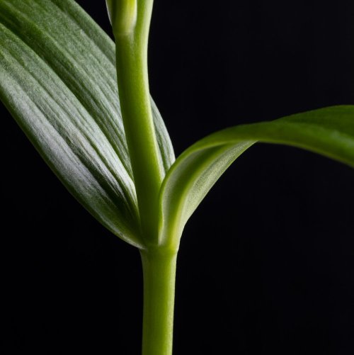 Тест по биологии: Функции стебля (6 класс)