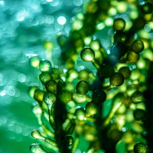 Тест по биологии: Роль водорослей в природе (5-6 класс)