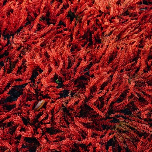 Тест по биологии: Красные водоросли (багрянки) (5-6 класс)