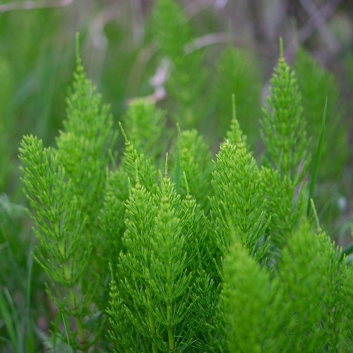 Тест по биологии: Характеристика высших споровых растений (5-6 класс)