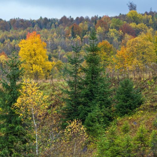 Тест по биологии: Смешанные и широколиственные леса (5 класс)