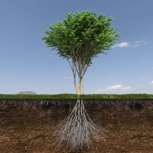 Тест по биологии: Функции корня (5-6 класс)