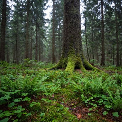 Тест по биологии: Приспособленность растений к жизни в сообществе (7 класс)