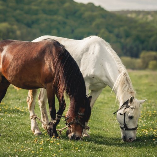 Тест по биологии: Роль животных в природе и жизни человека (5 класс)