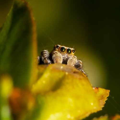 Тест по биологии: Основные критерии (признаки) живого (10 класс)