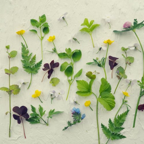 Тест по биологии: Классификация растений (7 класс)