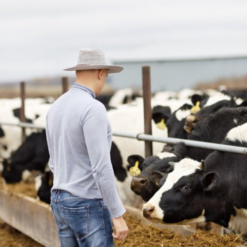 Тест по географии: Животноводство (10 класс)