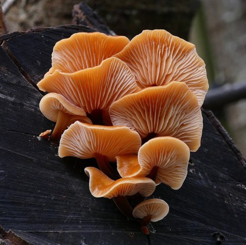 Тест по биологии: Размножение грибов (5-6 класс)