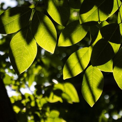 Тест по биологии: Листья и условия освещения (5-6 класс)