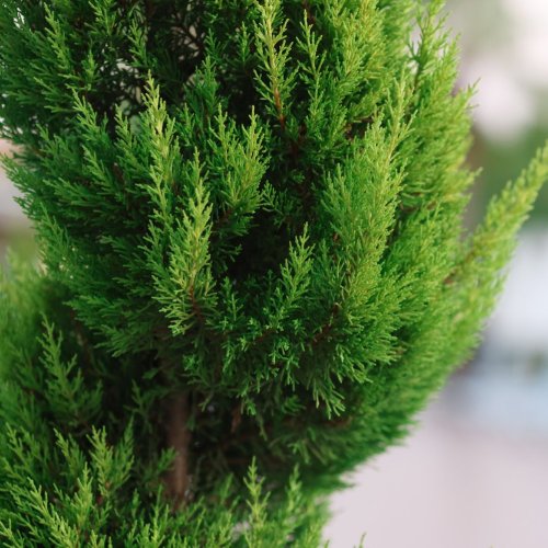 Тест по биологии: Голосеменные растения (5-6 класс)