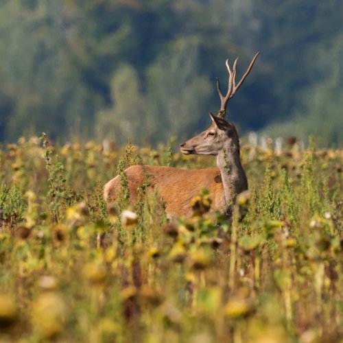 Тест по окружающему миру: Заповедники России (4 класс)