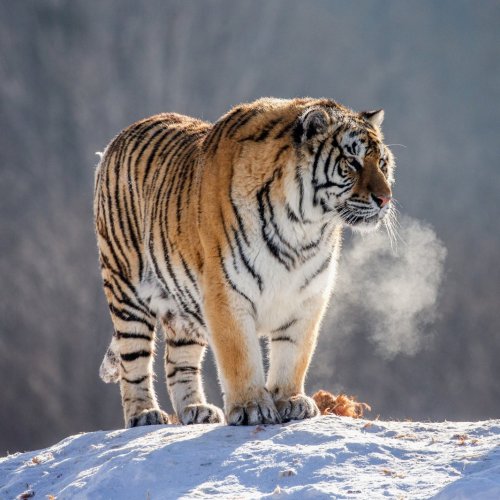 Тест по биологии: Хищные (8 класс)