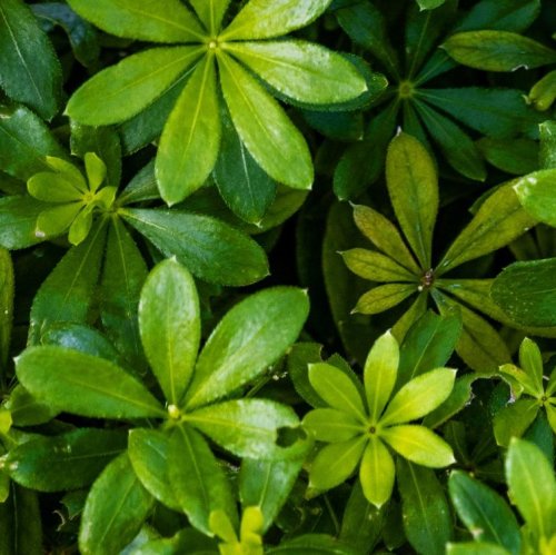 Тест по биологии: Характеристика растений (5 класс)