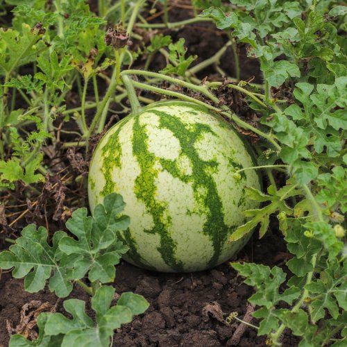 Тест по биологии: Вегетативные органы цветкового растения (6 класс)