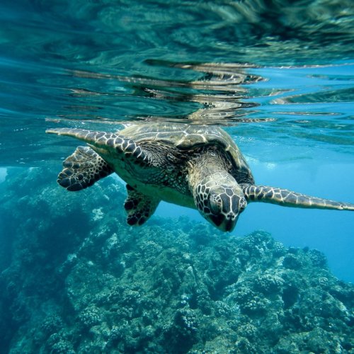 Тест по географии: Жизнь в Океане (7 класс)