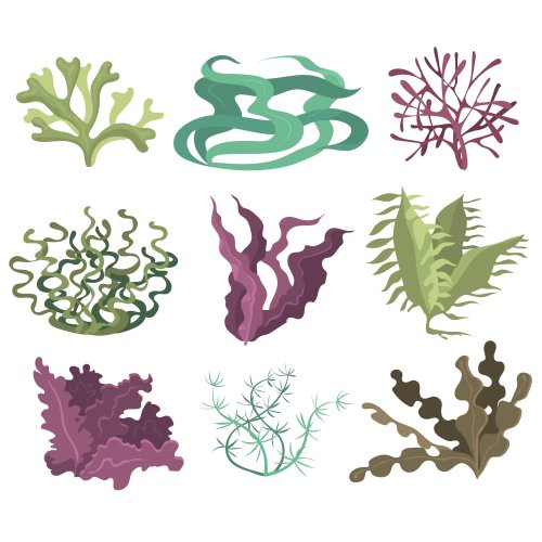 Тест по биологии: Многообразие водорослей (5-6 класс)