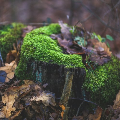 Тест по биологии: Размножение мхов (5-6 класс)