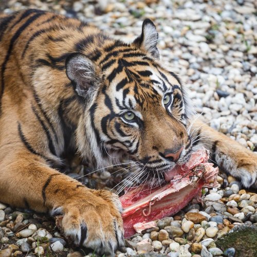 Тест по биологии: Питание и пищеварение у животных (8 класс)