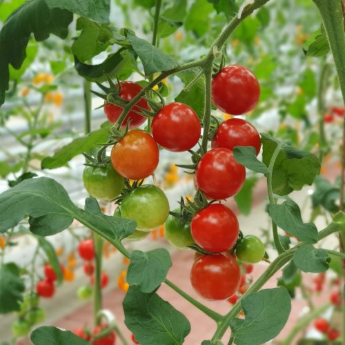 Тест по биологии: Культурные растения (7 класс)