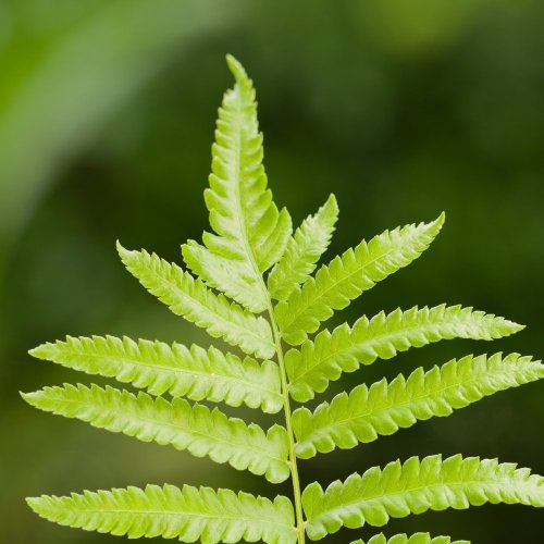 Тест по биологии: Жизненный цикл высших споровых растений (7 класс)