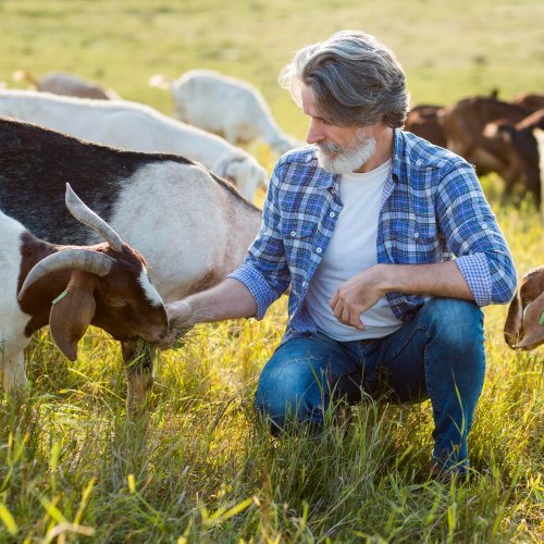 Тест по географии: Как возникли земледелие и животноводство (7 класс)