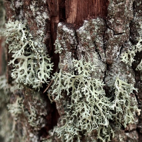 Тест по биологии: Лишайники — комплексные симбиотические организмы (5-6 класс)