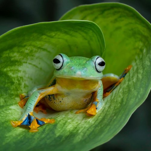 Тест по биологии: Многообразие живой природы (10 класс)