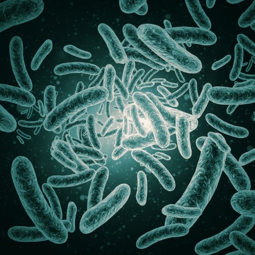 Тест по биологии: Царство бактерий (5-6 класс)