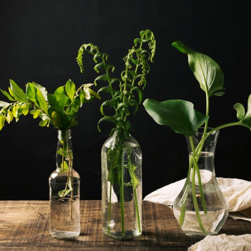 Тест по биологии: Систематика растений (7 класс)