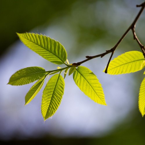 Тест по биологии: Листорасположение (6 класс)