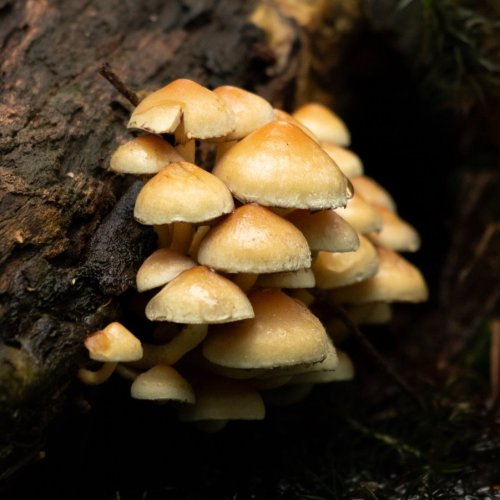 Тест по биологии: Среда обитания грибов (5-6 класс)