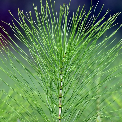 Тест по биологии: Поротниковидные. Плауновидные. Хвощевидные (5-6 класс)