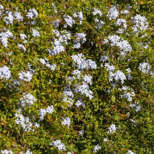 Тест по биологии: Особенности жизнедеятельности лишайников (5-6 класс)