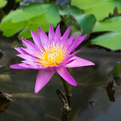 Тест по биологии: Растения водных и избыточно увлажнённых мест обитания (7 класс)