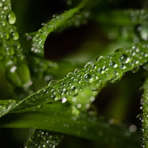 Тест по биологии: Влияние влажности на растения (7 класс)