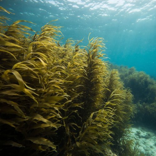 Тест по биологии: Питание и размножение водорослей (7 класс)