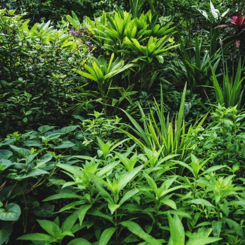 Тест по биологии: Вещества, необходимые для минерального питания растений (6 класс)