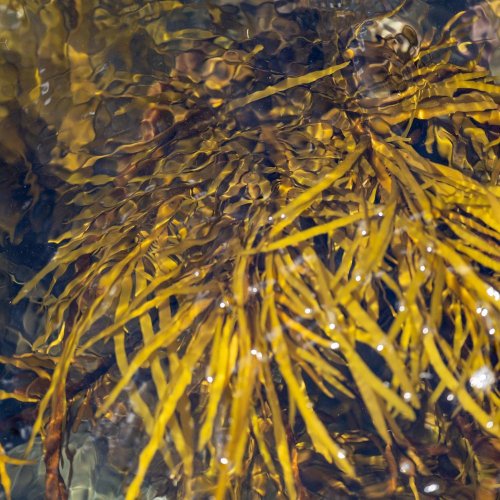 Тест по биологии: Бурые водоросли (5-6 класс)