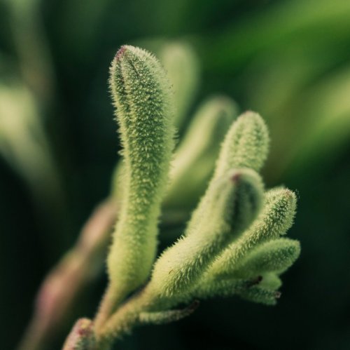 Тест по биологии: Значение растений в природе (6 класс)