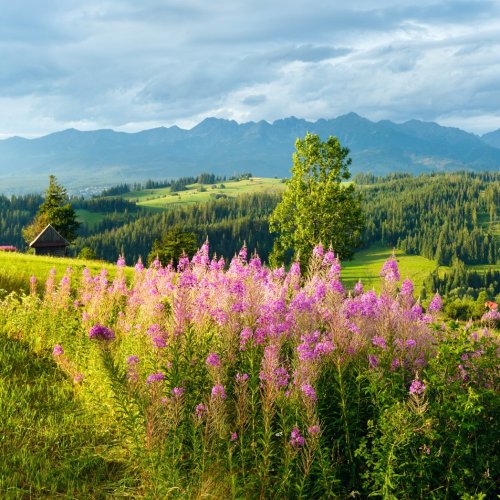 Тест по биологии: Развитие представлений человека о природе (10 класс)