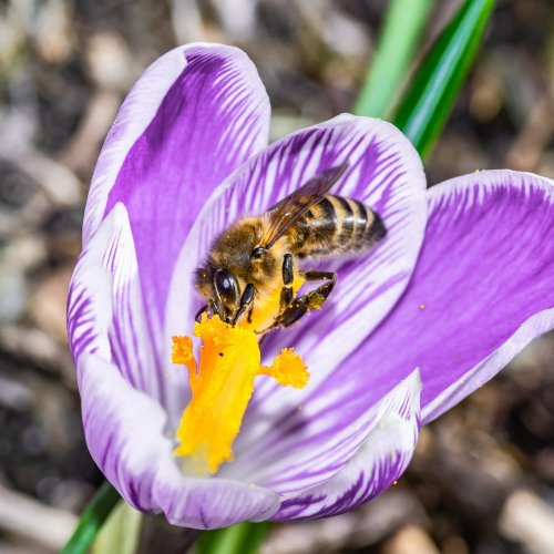 Тест по биологии: Оплодотворение у цветковых растений (5-6 класс)