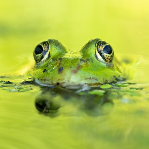 Тест по биологии: Земноводные (8 класс)