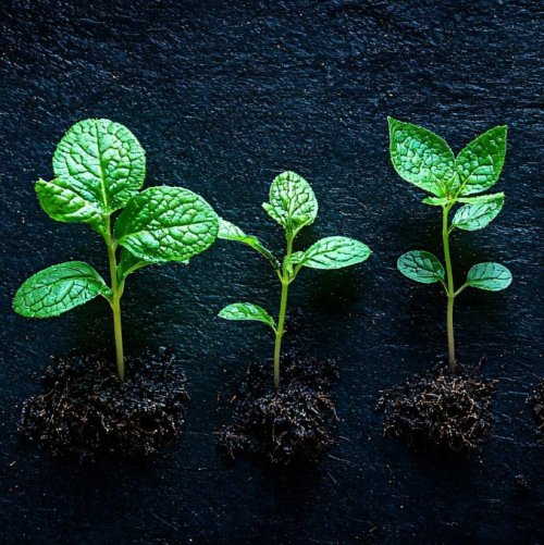 Тест по биологии: Рост и развитие растений (6 класс)